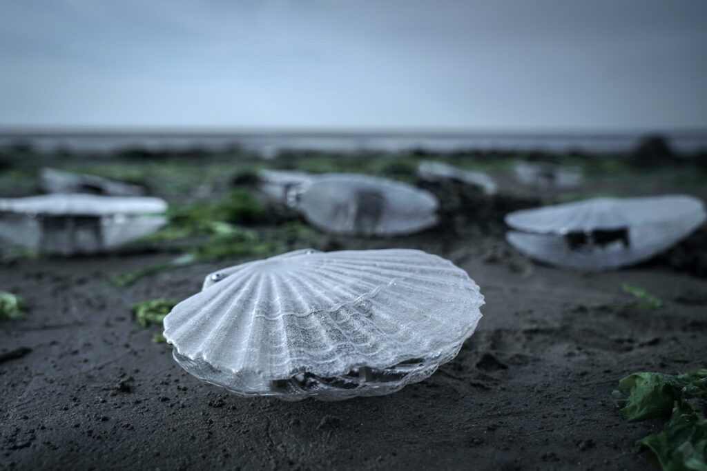 Marco Barotti (IT): Clams